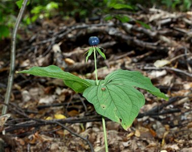 Herb Paris, True-lover's Knot. Ukraine.