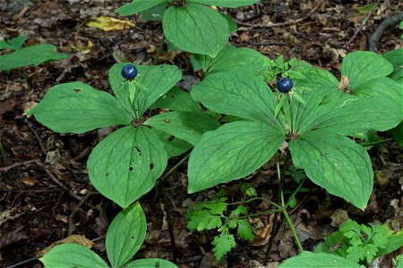 Herb Paris, True-lover's Knot. Ukraine.