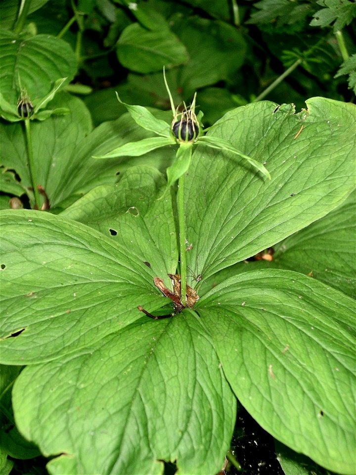 Paris quadrifolia in seed