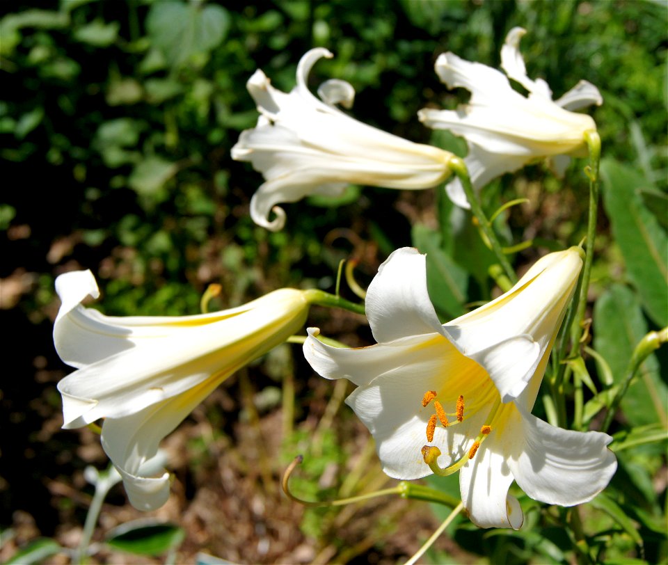 Lilium regale 'Album', Parc Floral de Paris, Paris, France.