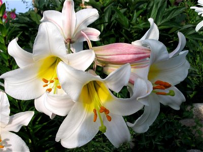 White lily photo