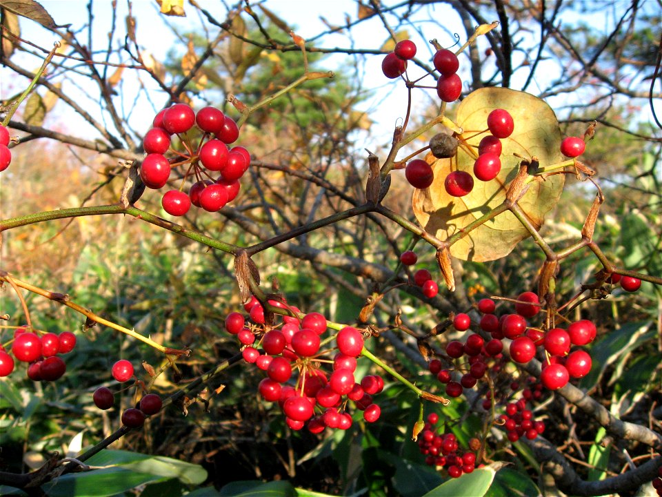 Smilax china, Fruit, Aizu area, Fukushima pref., Japan