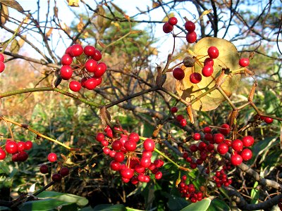 Smilax china, Fruit, Aizu area, Fukushima pref., Japan