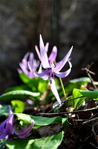 Asian fawnlily (Erythronium japonicum)