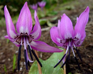 Erythronium japonicum (Katakuri) seen in Kyoudatake, Japan