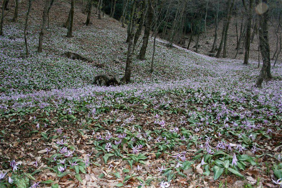 Erythronium japonicum (Erythronium japonicum, Katakuri) in Mount Hatobuki