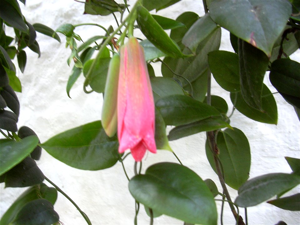 Chilean Bell Flower (Lapageria rosea) at Roseland, Chacewater, Cornwall