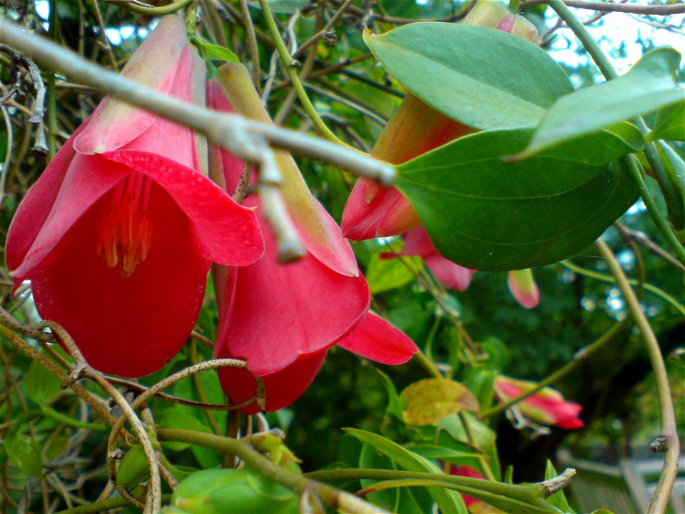 Lapageria rosea (Rosenrote Lapagerie) - Botanischer Garten Leipzig