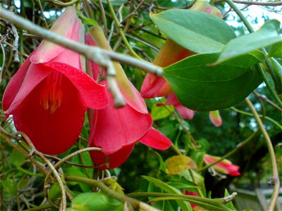 Lapageria rosea (Rosenrote Lapagerie) - Botanischer Garten Leipzig