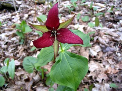 Purple Trillium - Trillium erectum photo