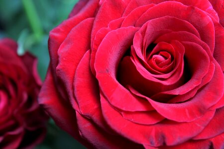 Roze roos beauty