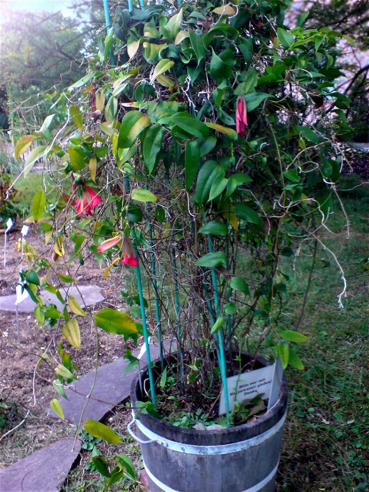 Lapageria rosea (Rosenrote Lapagerie) - Botanischer Garten Leipzig