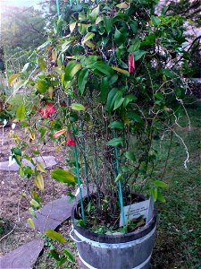 Lapageria rosea (Rosenrote Lapagerie) - Botanischer Garten Leipzig