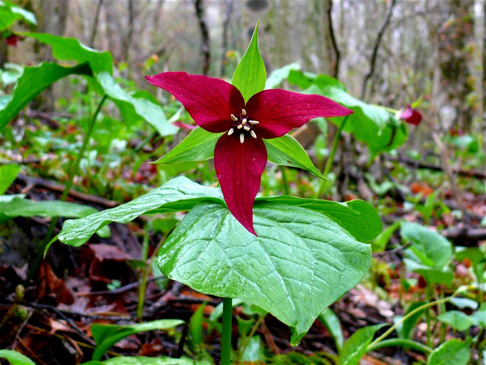 Wild Red Trillium (Trillium erectum) blooming on the banks of the Williams River in the Monongahela National Forest.Photo taken with a Panasonic Lumix DMC-FZ50 in Pocahontas County, WV, USA.Cropping a