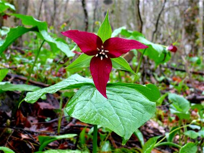 Wild Red Trillium (Trillium erectum) blooming on the banks of the Williams River in the Monongahela National Forest.Photo taken with a Panasonic Lumix DMC-FZ50 in Pocahontas County, WV, USA.Cropping a