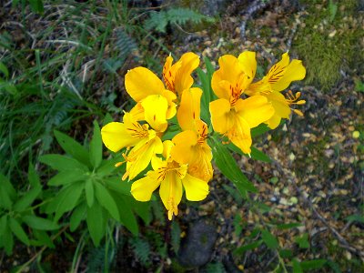 Flor de amancay. Villa La Angostura, Nahuel Huapi National Park, Neuquén, Argentina. photo