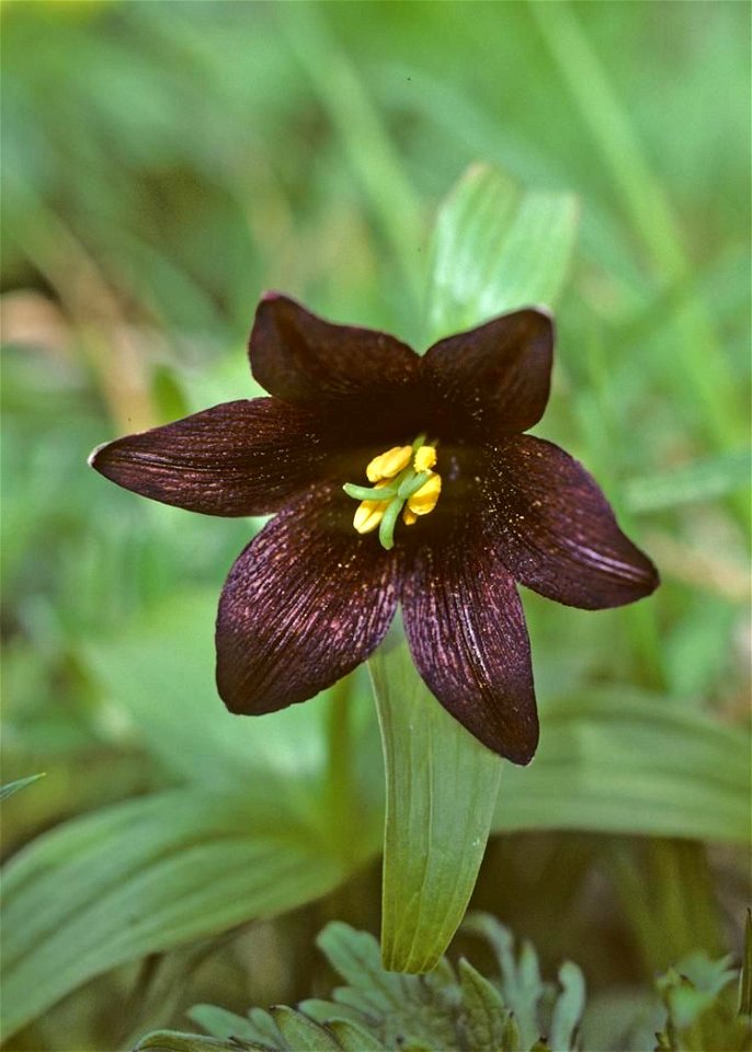 Image title: Chocolate lily flower Image from Public domain images website, http://www.public-domain-image.com/full-image/flora-plants-public-domain-images-pictures/flowers-public-domain-images-pictur photo