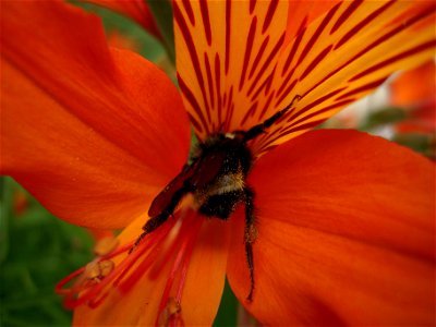 Bumblebee Bombus californicus; Peruvian lily Alstroemeria aurea. photo