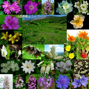 Flowers_in Mount Haku 2009_6_25etc