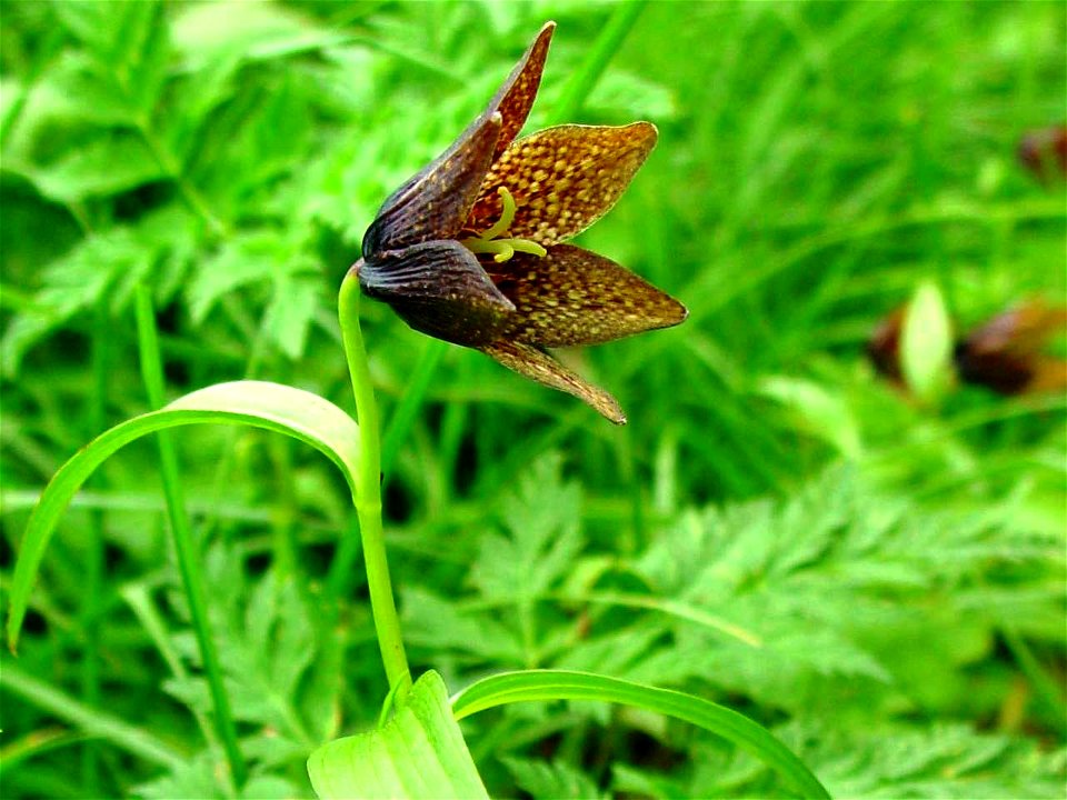 Fritillaria camschatcensis var. keisukei, in Mount Haku, Japan.