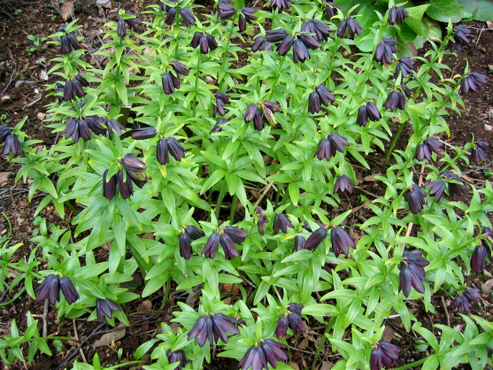Fritillaria camschatcensis

Photo by Salvor taken in the botanical garden in Reykjavik.