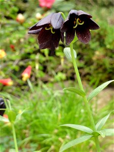 クロユリ[黒百合][Fritillaria camtschatcensis]-花 photo