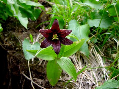 クロユリ[黒百合][Fritillaria camtschatcensis] photo