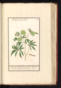 IdentificatieTitel(s): Nieskruid (Helleborus)Nies-wortel Vier Kruijd. / Elleborus niger. veratrum nigrum. / Ellebore Noir (titel op object)Objecttype: tekening Objectnummer: RP-T-BR-2017-1-10-54Omschr