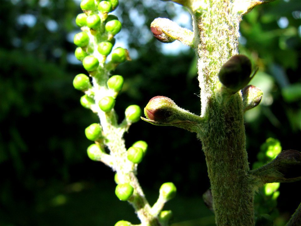 Schwarzer Germer (veratrum nigrum)

Bud - Blütenknospe