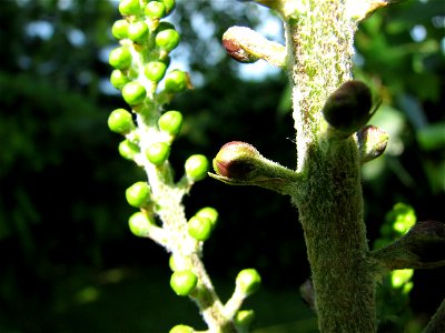 Schwarzer Germer (veratrum nigrum)

Bud - Blütenknospe