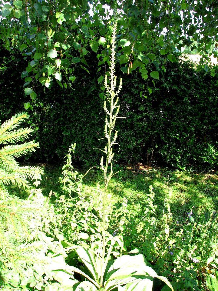 Schwarzer Germer (Veratrum nigrum)

Blütenstand (Knospen)
