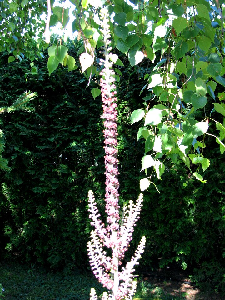 Schwarzer Germer (veratrum nigrum)
