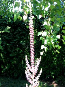 Schwarzer Germer (veratrum nigrum)