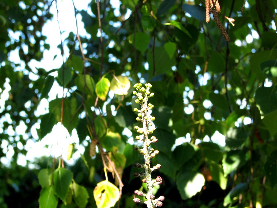 Schwarzer Germer (veratrum nigrum)