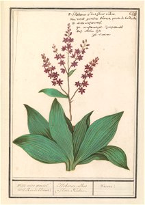 IdentificatieTitel(s): Zwarte nieswortel (Veratrum nigrum)Witte nies wortel met Roode bloeme. / Elleborus albus flore Rubro. / Viraire (titel op object)Objecttype: tekening Objectnummer: RP-T-BR-2017-