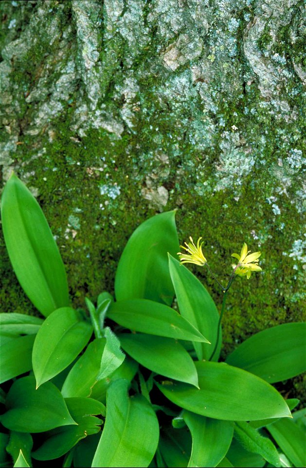 Image title: An image of small yellow clintonia flowers clintonia borealis
Image from Public domain images website, http://www.public-domain-image.com/full-image/flora-plants-public-domain-images-pict