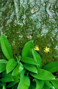 Image title: An image of small yellow clintonia flowers clintonia borealis Image from Public domain images website, http://www.public-domain-image.com/full-image/flora-plants-public-domain-images-pict photo
