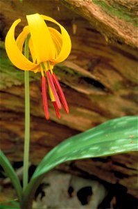 Image title: Bright yellow trout lily erythronium americanum nodding bloom with red stamen Image from Public domain images website, http://www.public-domain-image.com/full-image/flora-plants-public-do photo