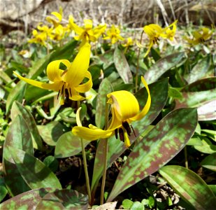 Carpet of trout lilies in Ontario forest photo
