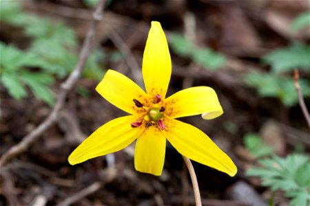 Trout lily (Erythronium americanum) at Radnor Lake in Nashville, Tennessee photo