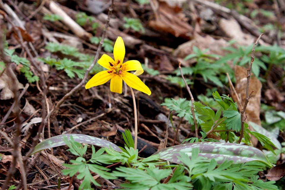 Trout lily (Erythronium americanum) at Radnor Lake in Nashville, Tennessee photo