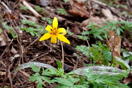 Trout lily (Erythronium americanum) at Radnor Lake in Nashville, Tennessee