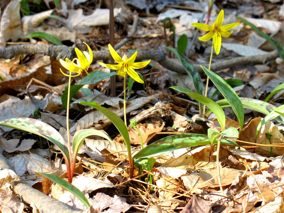 Yellow Trout Lily (Eythronium americanum)