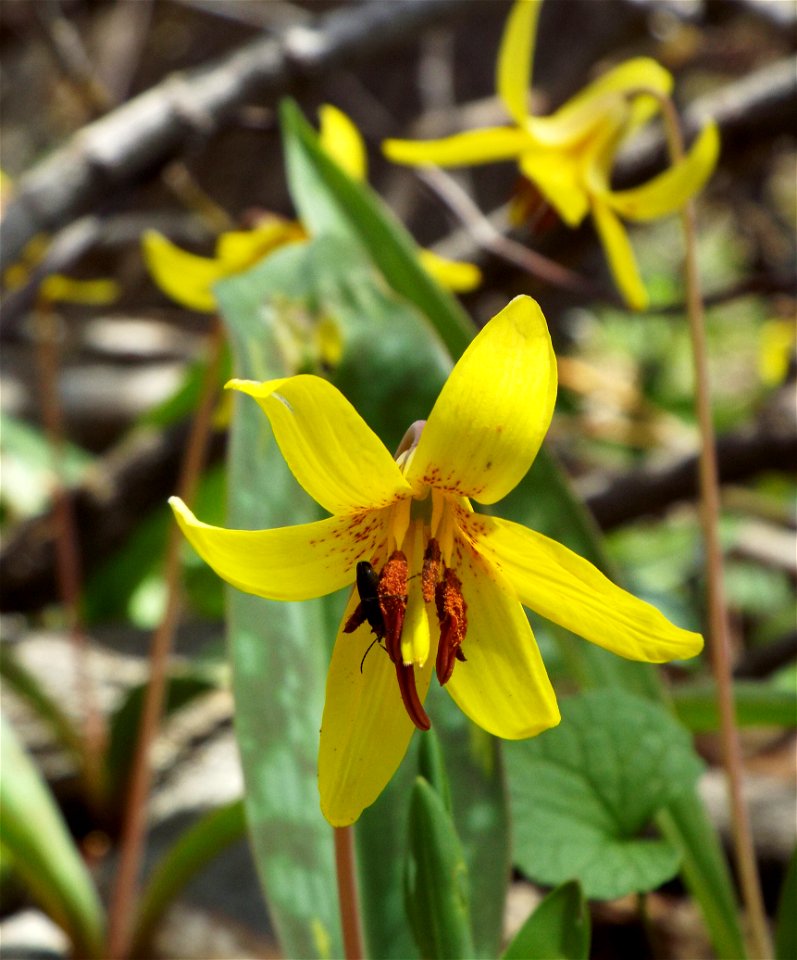 Spring Trout lilies in Ontario forest photo