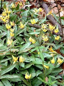 Erythronium americanum (Trout Lilly), Gadsden Co. FL, USA