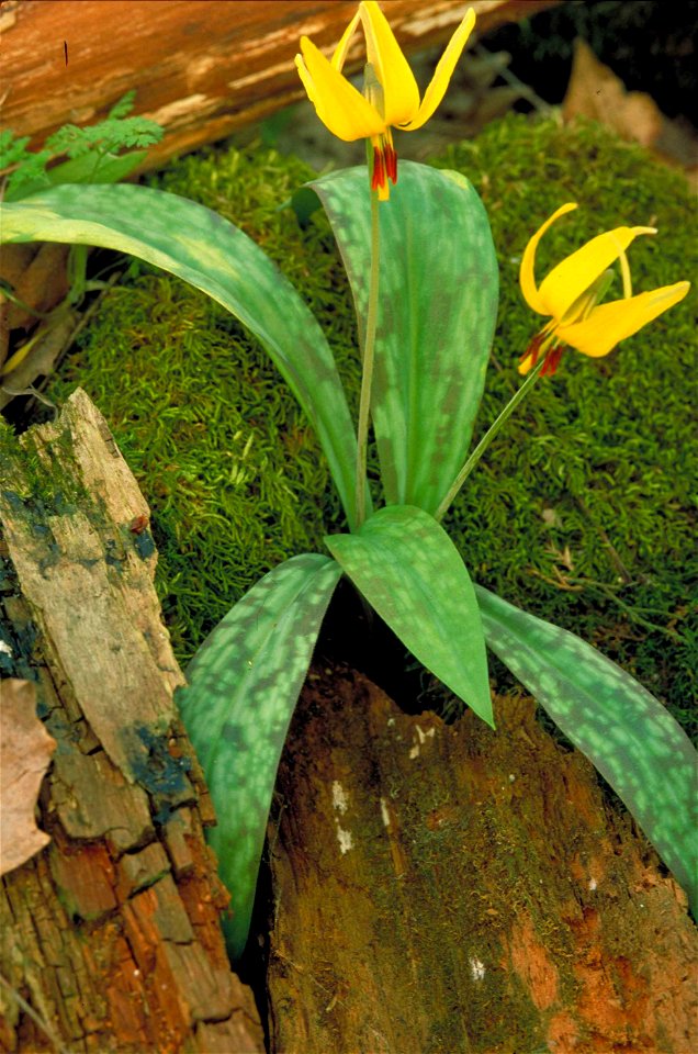 Image title: Two bright yellow nodding blooms with basal leaf plant erythronium americanum
Image from Public domain images website, http://www.public-domain-image.com/full-image/flora-plants-public-do