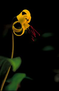 Image title: Yellow trout lily flower erythronium americanum
Image from Public domain images website, http://www.public-domain-image.com/full-image/flora-plants-public-domain-images-pictures/flowers-p