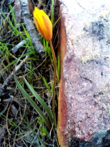 {{Tulipa sylvestris Habitus, Dehesa Boyal de Puertollano, Spain}}