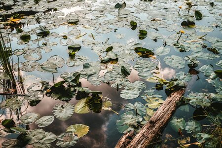 Pond blossom bloom