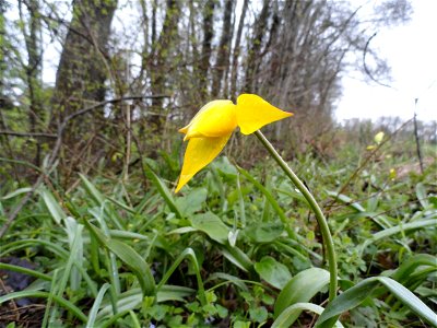 Tulipe sauvage (Tulipa sylvestris)
Photo prise à Neydens, Haute-Savoie, France.